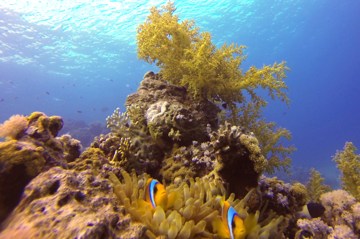 Sharm el Sheikh - Nemo