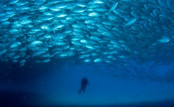 Leendert Smit - De zee van Cortez: grote scholen vis