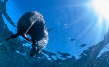 Leendert Smit - Exploring Baja California: zeeleeuwen