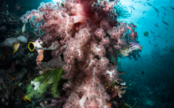 Nederland is grote importeur van koraal uit Indonesië