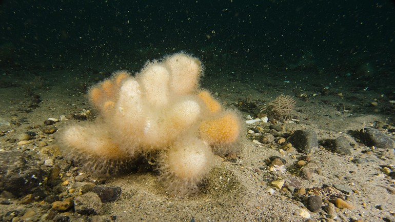 Dodemansduim, het enige Nederlandse zachte koraal en de enige voedselsoort van de gestreepte pegelhoorn. Noordzee, Klaverbank, 2015 Dodemansduim, het enige Nederlandse zachte koraal en de enige voedselsoort van de Gestreepte pegelhoorn. Noordzee, Klaverbank, 2015