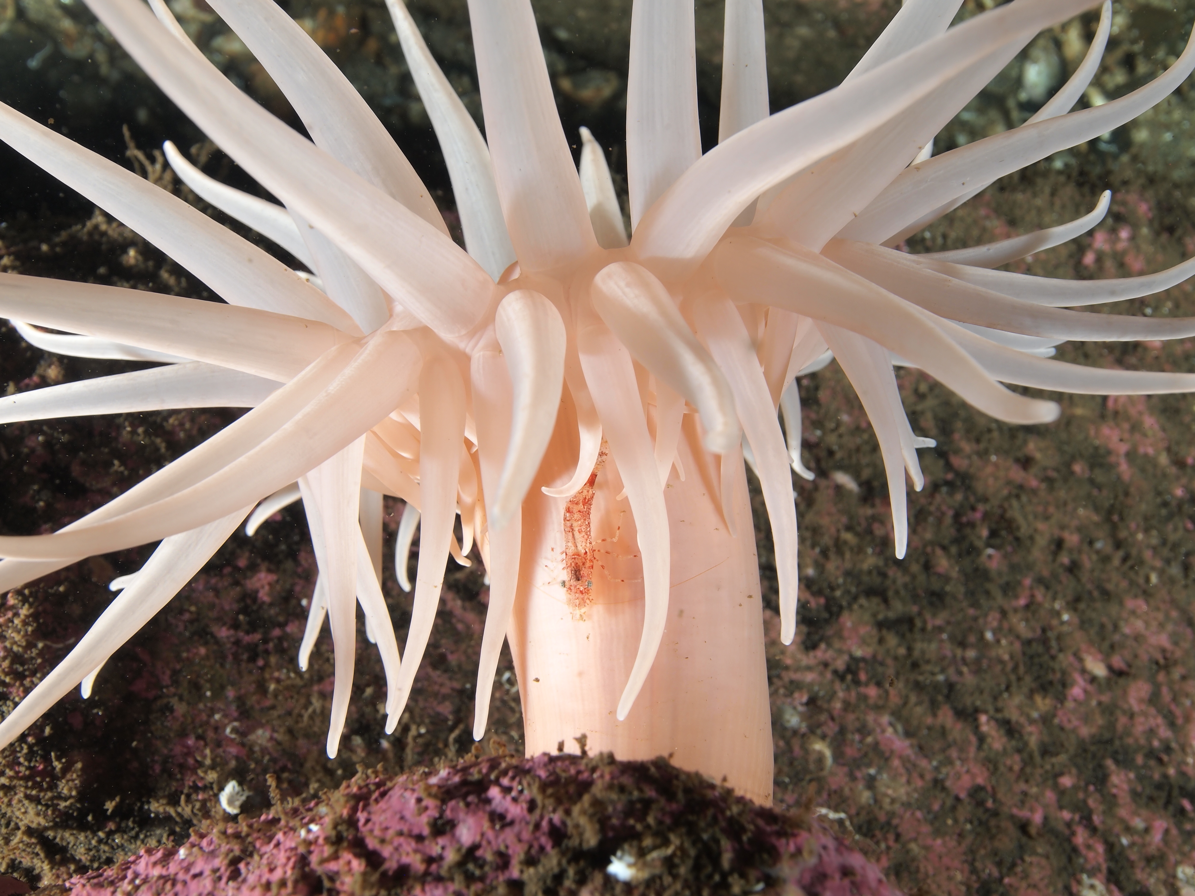 Schoonderwoerd_noorwegen-deeplet-sea-anemone-kopie