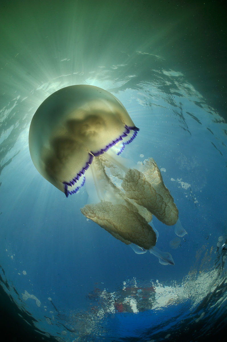 De zeepaddenstoel kan 40 tot 90 cm groot worden. Hij heeft acht vangarmen met netelcellen waar een mens niet gevoelig voor is; The Barrel jellyfish can grow 40 to 90 cm. He has eight tentacles with stinging cells that are not harmful to humans.