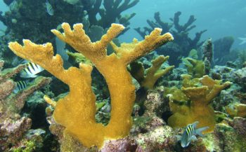 Koralen zijn mogelijk langst levende dieren