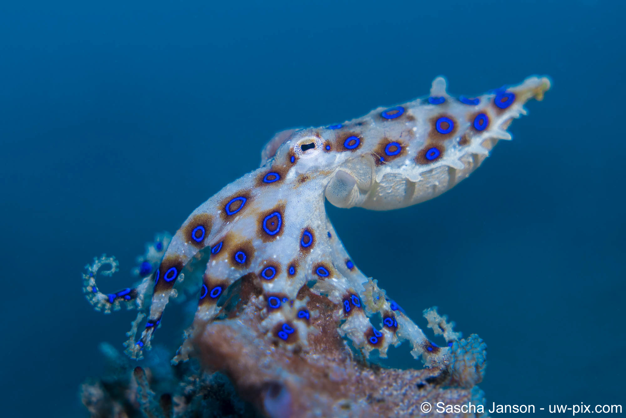 4. Blue Ring Octopus uit Lembeh