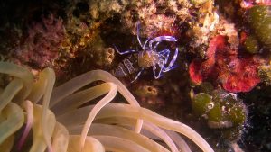 kroatie-anemone-shrimp_Schoonderwoerd