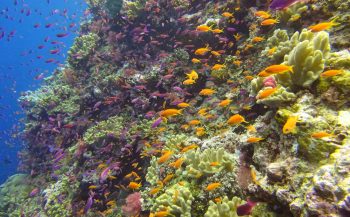 Een explosie van zachte koralen in Fiji