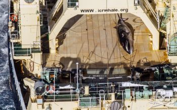 Sea Shepherd fotografeert Japans schip met dode walvis op dek