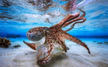 Dansende octopus wint Underwater Photographer of the Year 2017