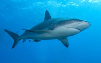 Selfie challenge - I love sharks!