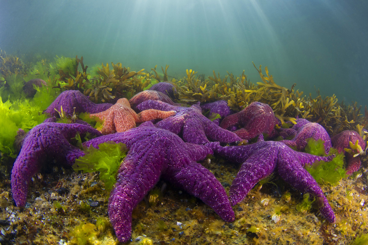 Фиолетовая морская звезда. Морская звезда. Подводные обитатели. Подводный мир морская звезда.
