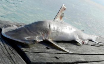 Nieuwe haaiensoort ontdekt bij Belize