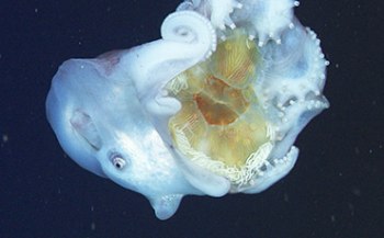 Etende zevenarmige octopus voor het eerst in beeld