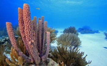Nederlandse koraalriffen dreigen te verdwijnen