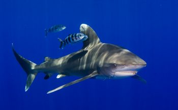 Definitieve, internationale bescherming voor Caribische haaien