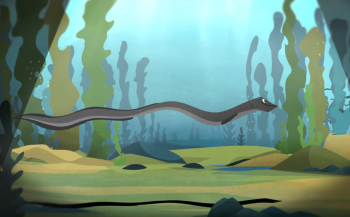 Animatiefilm: Zenderonderzoek bij paling