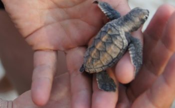 Zeeschildpadden helpen op Barbados