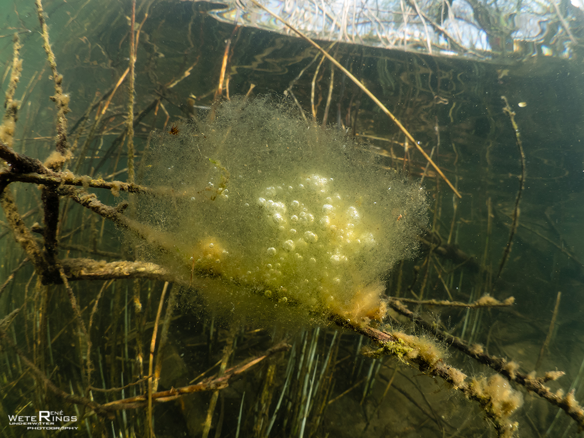 Rene Weterings - algen luchtbellen