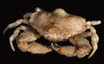 Eerste inheemse vondst van gladde kiezelkrab in Nederlands kustgebied