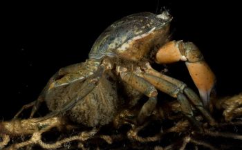 Live beelden van een krabbenmoeder