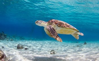 Primeur: zeeschildpaddenspeurhond voor Bonaire