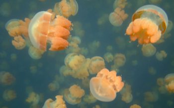 Palau's Jellyfish Lake blijft gesloten