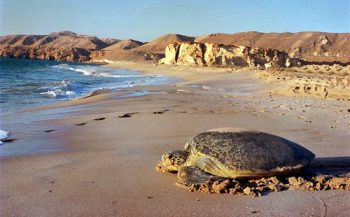 Schildpadden in Oman