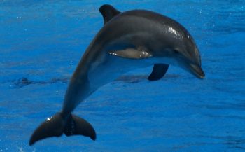 Frankrijk verbiedt het houden van dolfijnen in gevangenschap