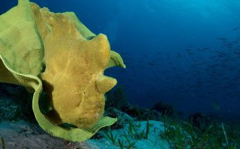 Sandra Boerlage - Frogfishes, froghfishes, froghfishes