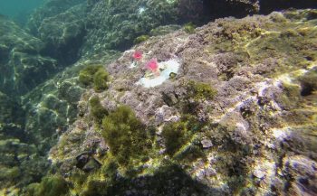 Kunstmatige algen in Middellandse Zee