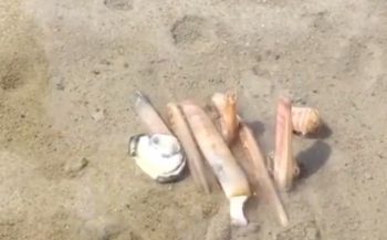 Video: Mesheften graven zich bijzonder snel in