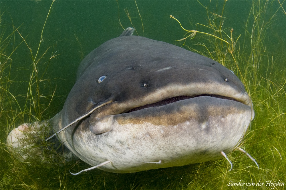 Confronteren Chemicaliën heroïsch Sander van der Heijden - Nederlands grootste zoetwatervis – DuikeninBeeld