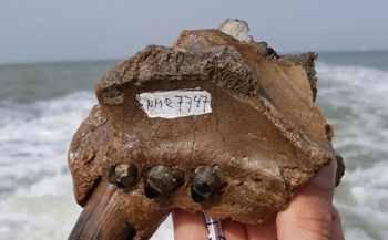 Botten van oerwalvissen en walrussen gevonden voor Belgische kust