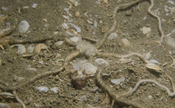 Weer een Ingegraven slangster in de Oosterschelde aangetroffen