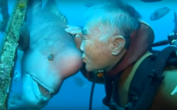 In beeld: de vriendschap tussen duiker en vis