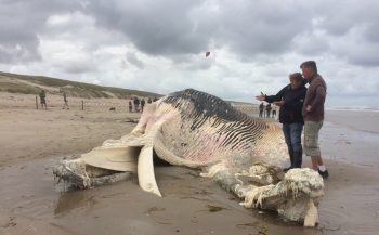 Een na grootste dier aangespoeld op Texel