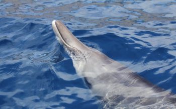 Walvisachtigen duiken dieper bij horen sonargeluiden