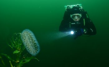 Arie Vreugdenhil en Erik Linden zegevieren bij Open Limburgs Kampioenschap Onderwaterfotografie