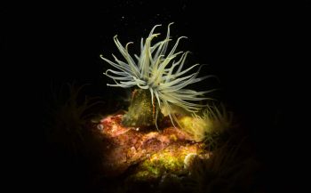 ONK Onderwaterfotografie 2017 - Top 10 Overall