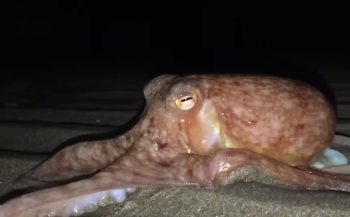 Opmerkelijk: tientallen octopussen kruipen over strand in Wales