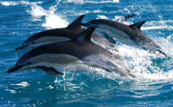 Grote hersenen zijn reden van 'mensachtig' gedrag bij dolfijnen