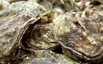 Wat is een platte oester?