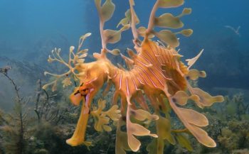 Sverrin Schoonderwoerd - Leafy Seadragons: duiken bij Adelaide
