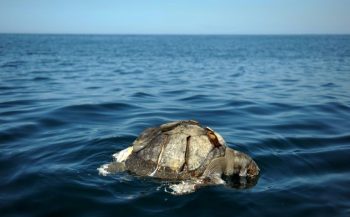 Honderden dode zeeschildpadden aan kust El Salvador