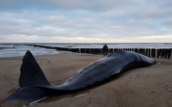 13,5 meter lange potvis aangespoeld op strand Domburg