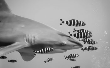 Lilian Dohmen - Naar de haaien