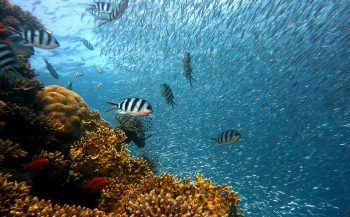 SummerLabb: wat is jouw scenario voor de oceanen?