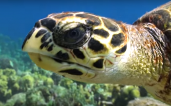 De perfecte wereld van een zeeschildpad... of toch niet?