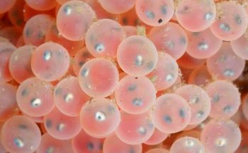 Pasen 2018 - Onderwaterleven met eitjes