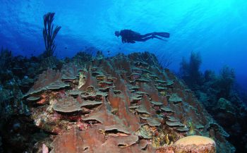Ontdekkingen bij Saba: nieuw koraalrif en enorme gaten